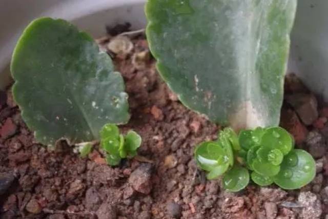 一盆变10盆,超全长寿花繁殖技巧
