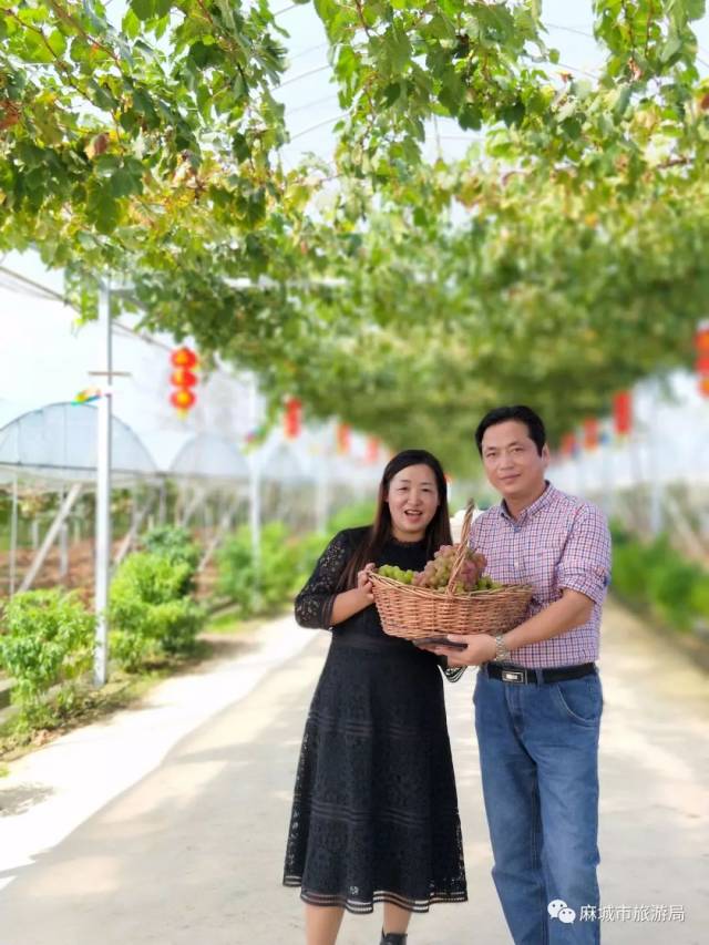 【文中有大福利】摘葡萄啦!麻城龙腾生态园&嘉良乐生态园
