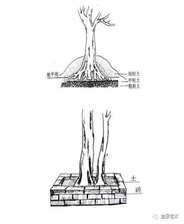 盆景树坯的培育