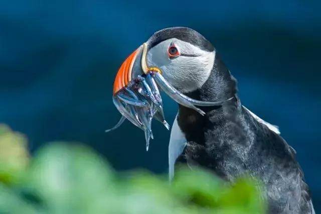 冰岛的动物 可能是因为气候舒适,生活安逸,冰岛的国鸟海鹦鹉长这样