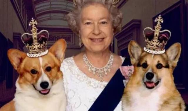 我们都知道它是深受英国女王的喜爱,一直被象征着是皇室的贵族犬种