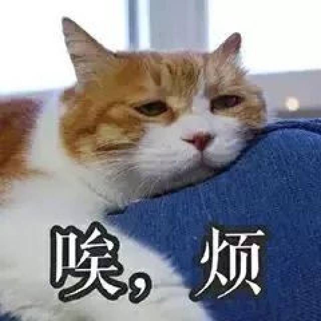 为什么很多人聊天都喜欢用猫咪表情包?(附最全猫咪表情包)