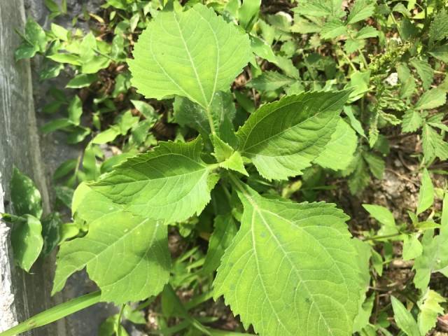 夏季是采收豨莶草最佳的季节,午前日光正盛时,将豨莶草露出地面的