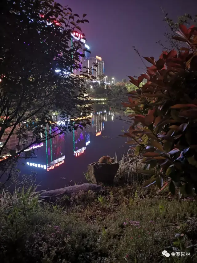 有一种美,叫金寨的夜!