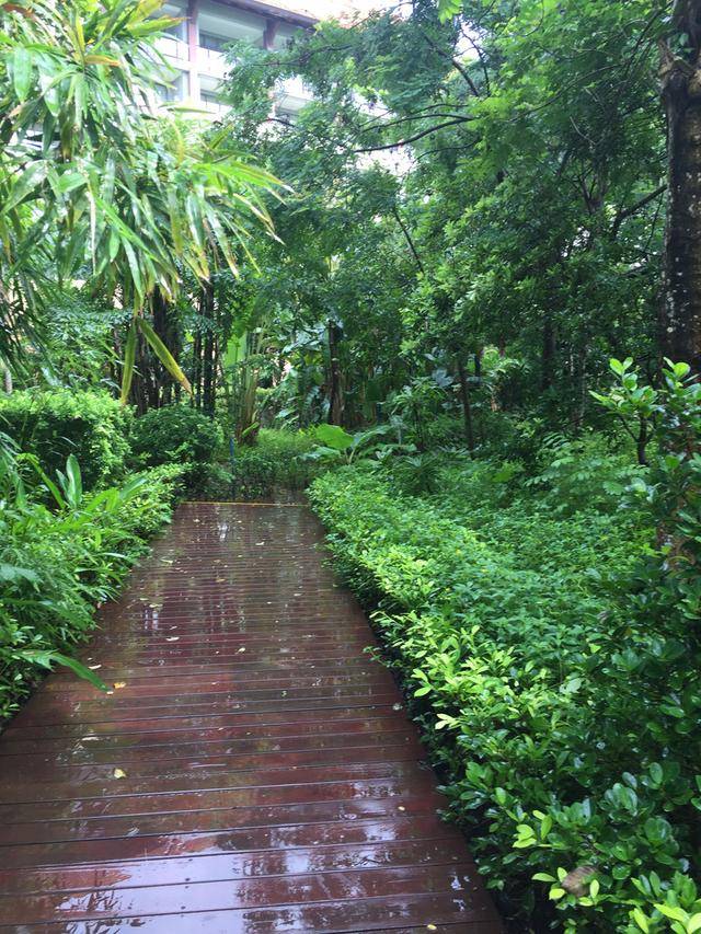 雨中林荫路,热带雨林风光