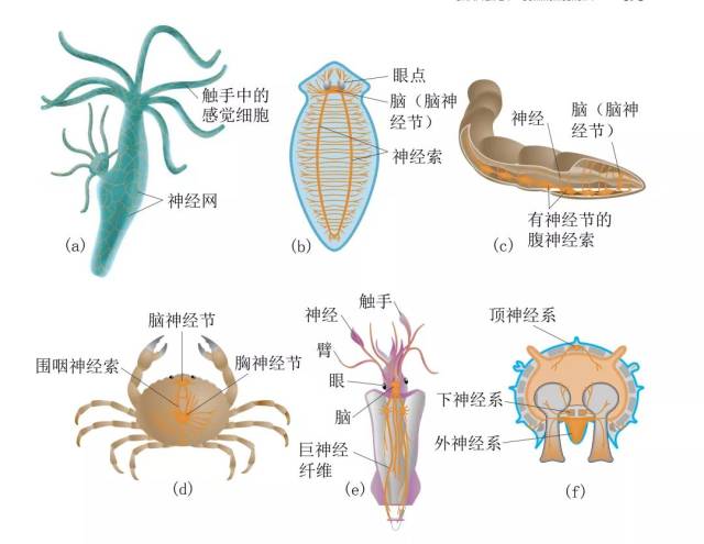 一些无脊椎动物的神经系统(引自miller and harley 2001)