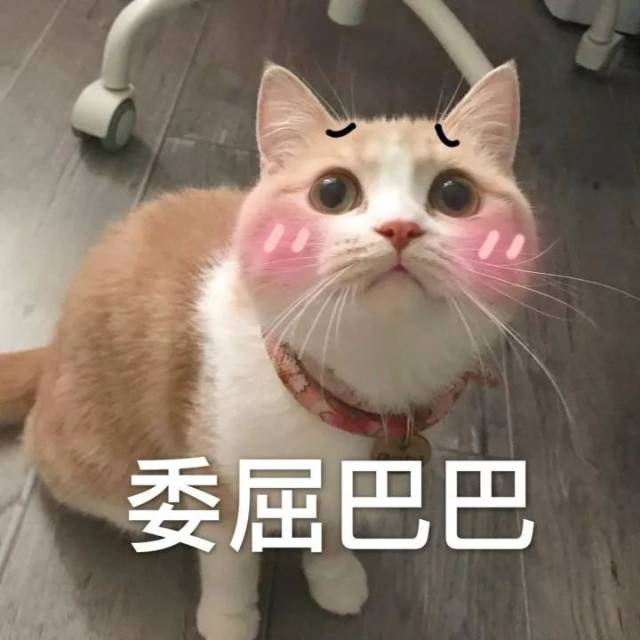 为什么很多人聊天都喜欢用猫咪表情包?(附最全猫咪表情包)