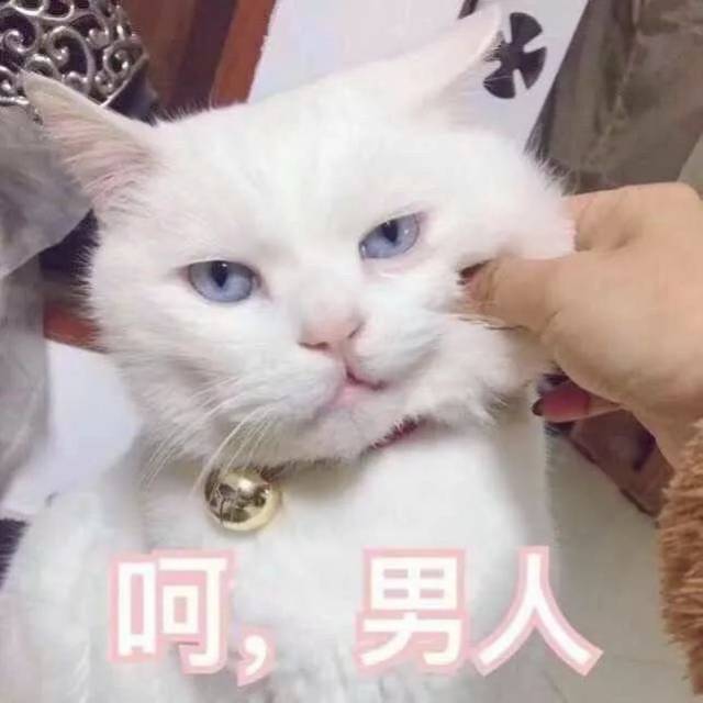 为什么很多人聊天都喜欢用猫咪表情包?(附最全猫咪表情包)