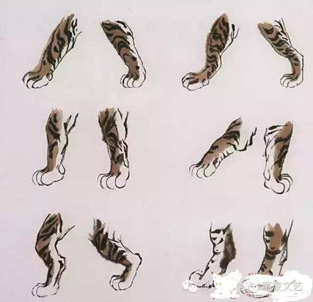老虎爪子画法:虎爪为五趾,前四趾并列排,后趾略高,呈圆状,爪甲锋利有