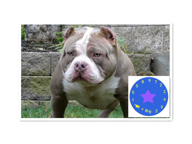 狗界爱马仕!美国恶霸犬亮相潮流展:一只身价3