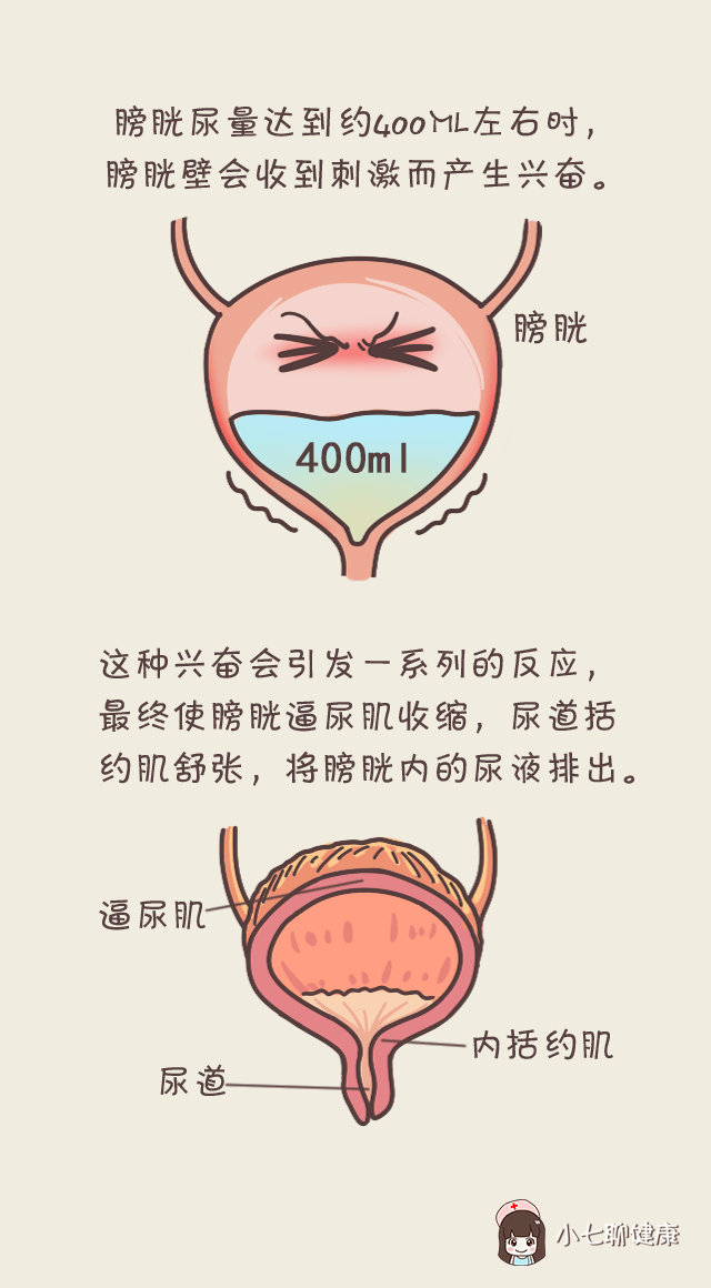 憋尿会导致尿路感染,还会让血压升高