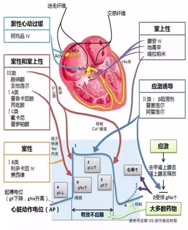 10.冠心病的病理基础