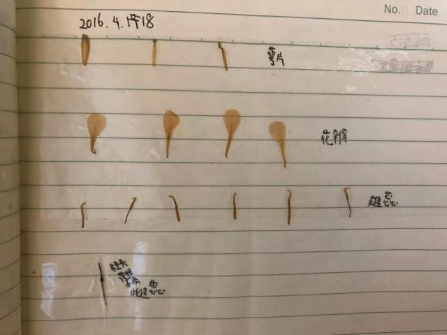 人生中第一个解剖花后制作的简易标本"白菜花"↑ 四年级