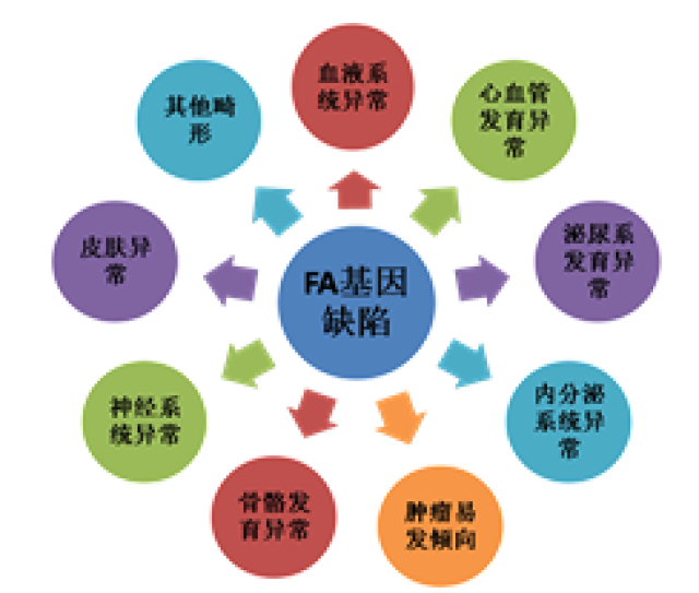 以造血衰竭为主要临床表现,常易并发各种躯体畸形,内分泌异常及早发多