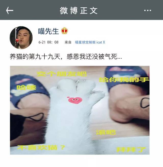 我研究了100名猫奴的朋友圈,发现了一个可怕的现象.