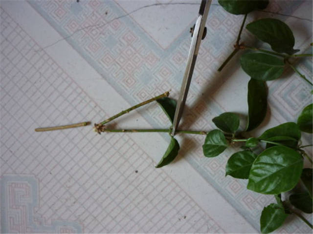 修剪茉莉,枝条别丢,剪4刀再扦插,一月就生大白
