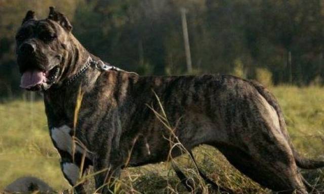 地球上10大最凶猛的犬,牛头梗第九,高加索第二,中国藏獒榜首