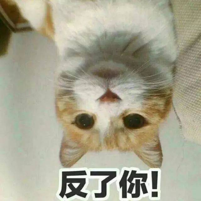 为什么很多人聊天都喜欢用猫咪表情包(附最全猫咪表情包)