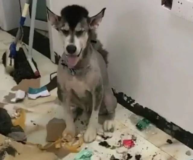 剃了毛的哈士奇忍不住想笑二哈似乎不满意新造型当天报复了主人