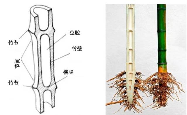 解密那些你好奇的建筑结构:道法自然-仿生结构