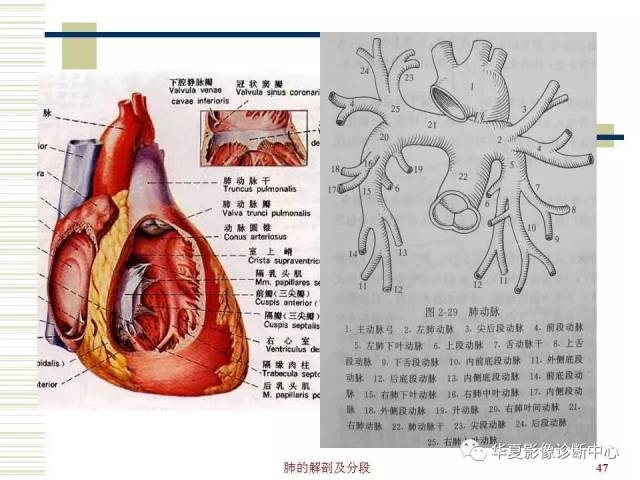 肺部解剖与分段