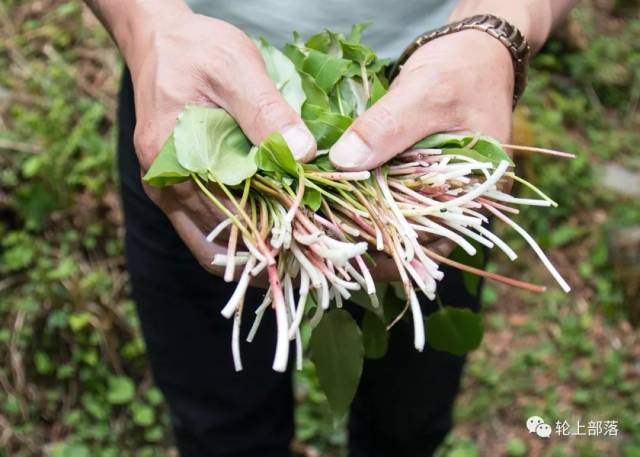 节时会看见有一些农民从高山上采来野菜拿到市场上卖,其中就有鹿耳韭