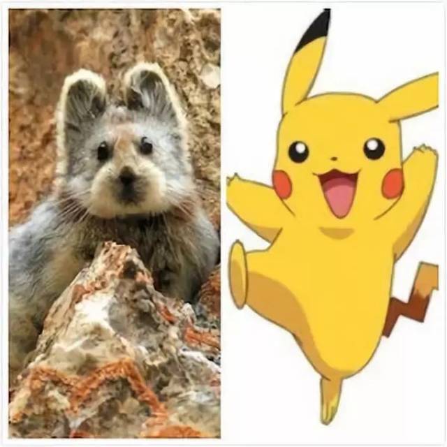 由于皮卡丘的英文名是ili pika,就是伊犁鼠兔(pika),所以真实版的"