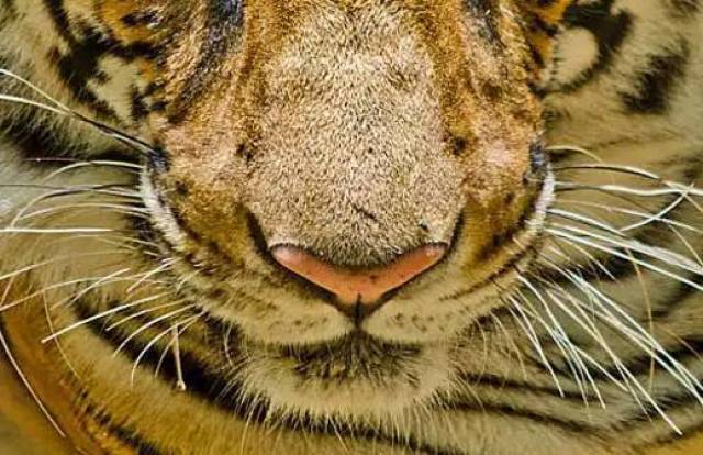 第二张图片就好猜了,它是老虎的鼻子——它身上独特的虎纹暴露了老虎