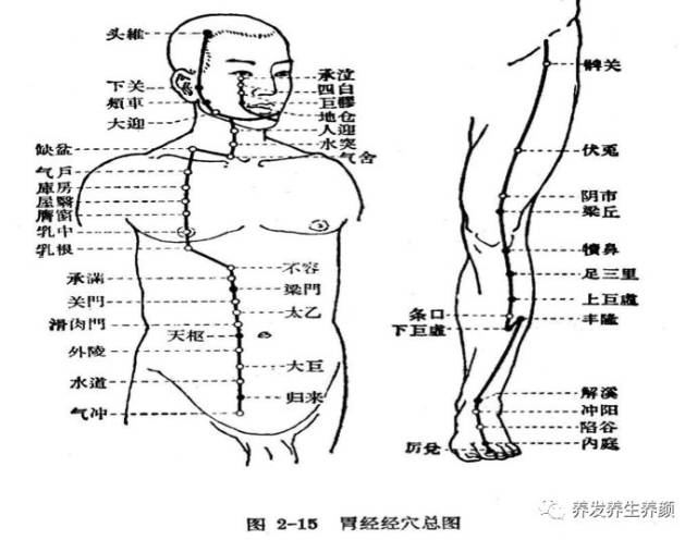 生命延续的根本------足阳明胃经