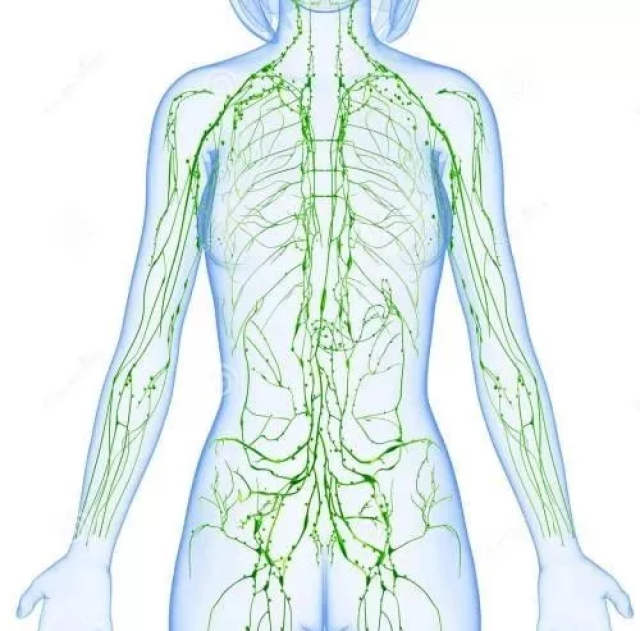 人体有两个循环系统:血液循环和淋巴循环,但多数人只知前者,对后者不