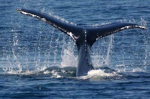 现实中的鲸并不像动物世界里演的那样,不停地跃出水面,不停的喷水