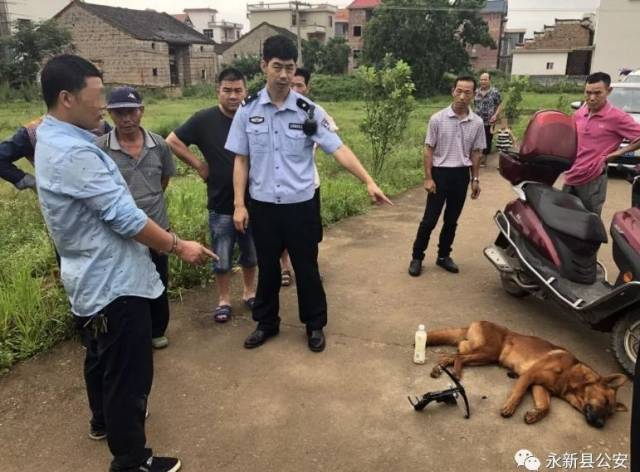湖南茶陵一男子到永新文竹镇偷狗被抓!