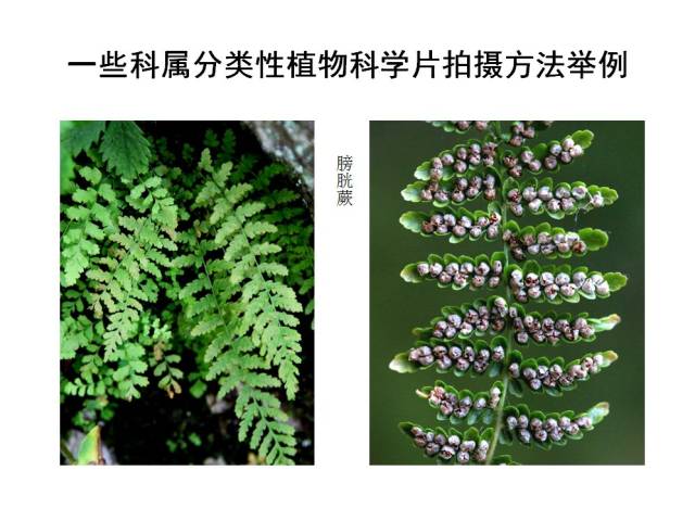 2  生态性植物科学片的拍摄技巧  3  分类性植物科学片的基本拍摄