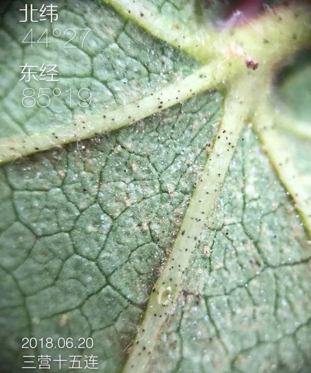 红蜘蛛的危害主要是 吸食棉花的枝叶,就像蚊子吸我们人的血一样,它