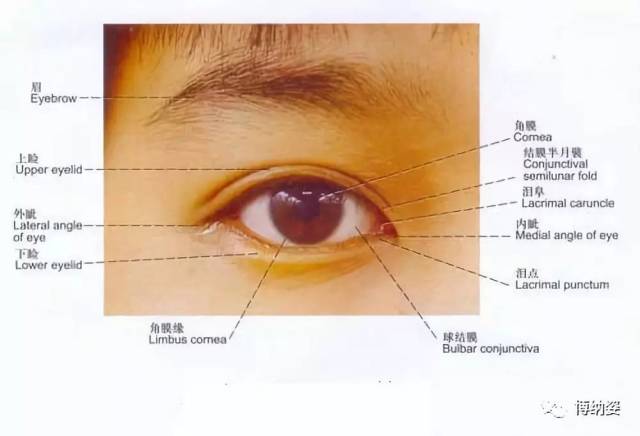 分上,下眼睑间的裂隙称睑裂,宽度7-10cm,长度平均为28cm,上下眼睑