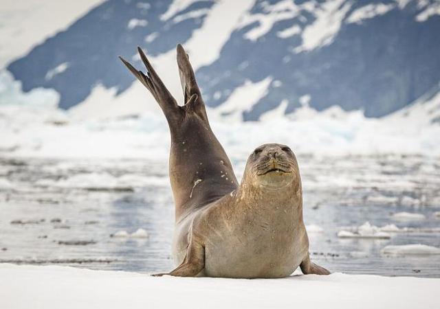 南极洲,一只成年海象在冰上"做瑜伽",是不是也在练习拜日式呢,好好