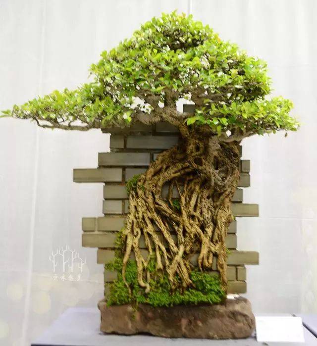 韩学年大师《适者》创作过程,极具创意的榕树盆景