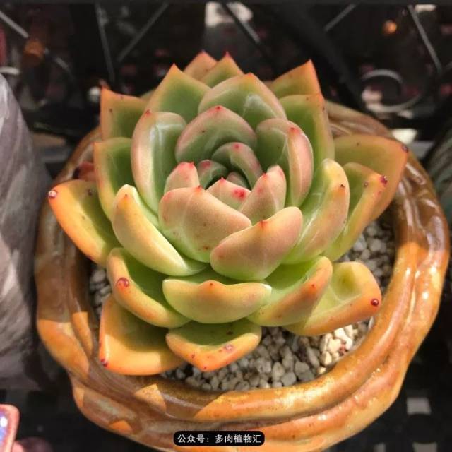 如果不是看到这组图,打死我也不信包邮区夏天的多肉可以美成这样!