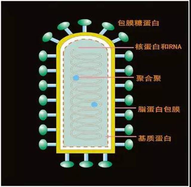 图一:狂犬病病毒结构示意图