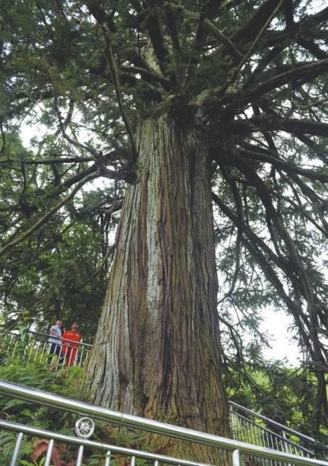 壮观!德化葛坑大正村藏着一株千年"杉树王",一睹风采