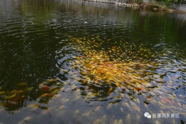 游鱼戏水