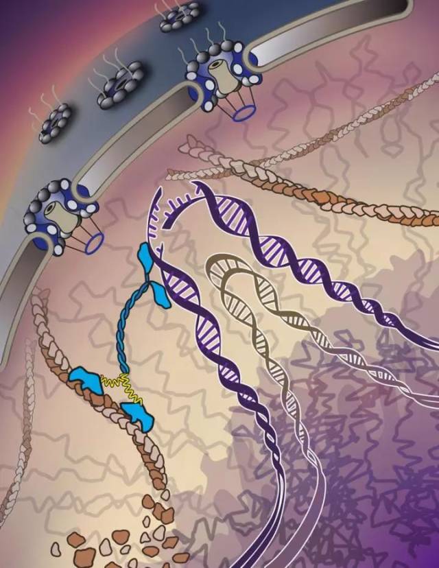 nature:揭示肌球蛋白将受损dna拖到核孔机制_手机搜狐