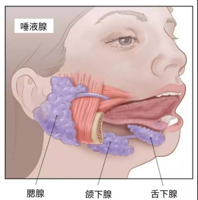 孩子舌下长水泡 会不会是肿瘤?