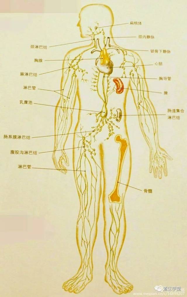 李氏砭法|李氏砭法与淋巴循环(足部)