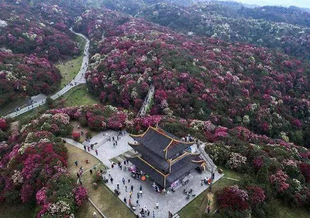 百里杜鹃风景区是是迄今为止中国已查明的面积最大的原生杜鹃林,总