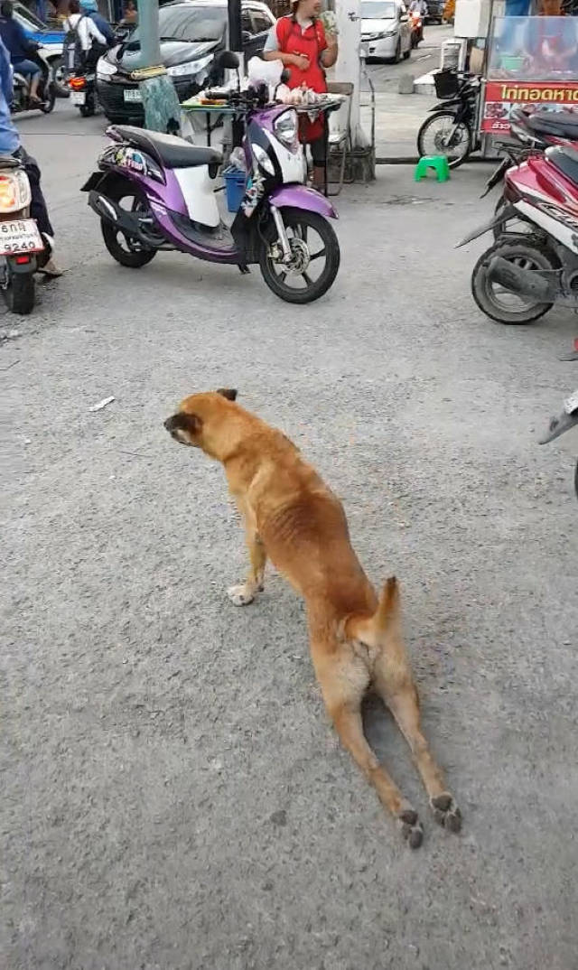 流浪狗失去双腿在地上爬,网友佩服它坚强,下一幕却趴在地上大笑