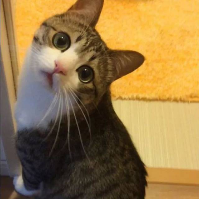 每日吸猫|最萌不过歪头杀