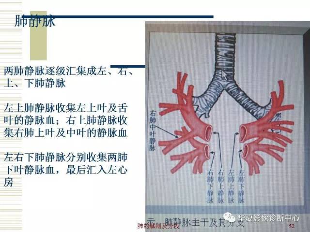 肺部解剖与分段