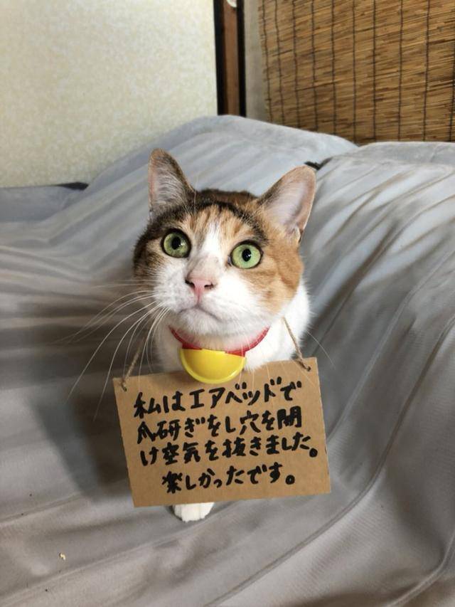 日本网友分享了自家猫咪挂着牌子在反省的样子!看起来好委屈