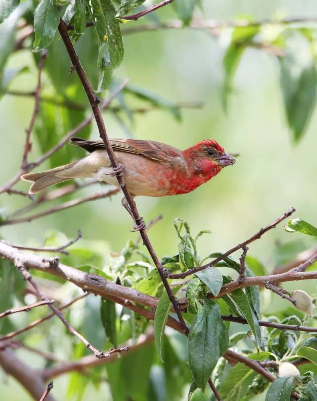 普通朱雀(common rosefinch carpodacus erythrinus)